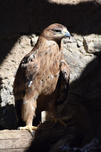 Águila Imperial Kuna Ibérica