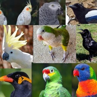 Centro de fauna Kuna ibérica. Aves exóticas